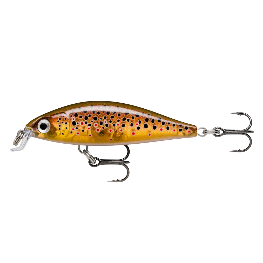 Live Brown Trout