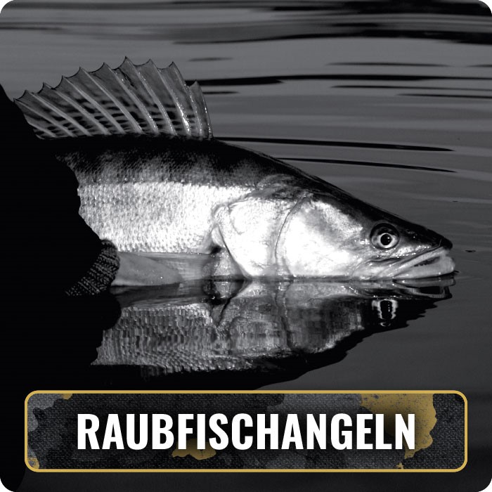 Schwarz-weiß-Fotografie eines Raubfisches, der gerade ins Wasser gesetzt wird. Unten im Bild befindet sich der Schriftzug 'Raubfischangeln' auf einem dunklen Hintergrund, der die Produktkategorie betont.