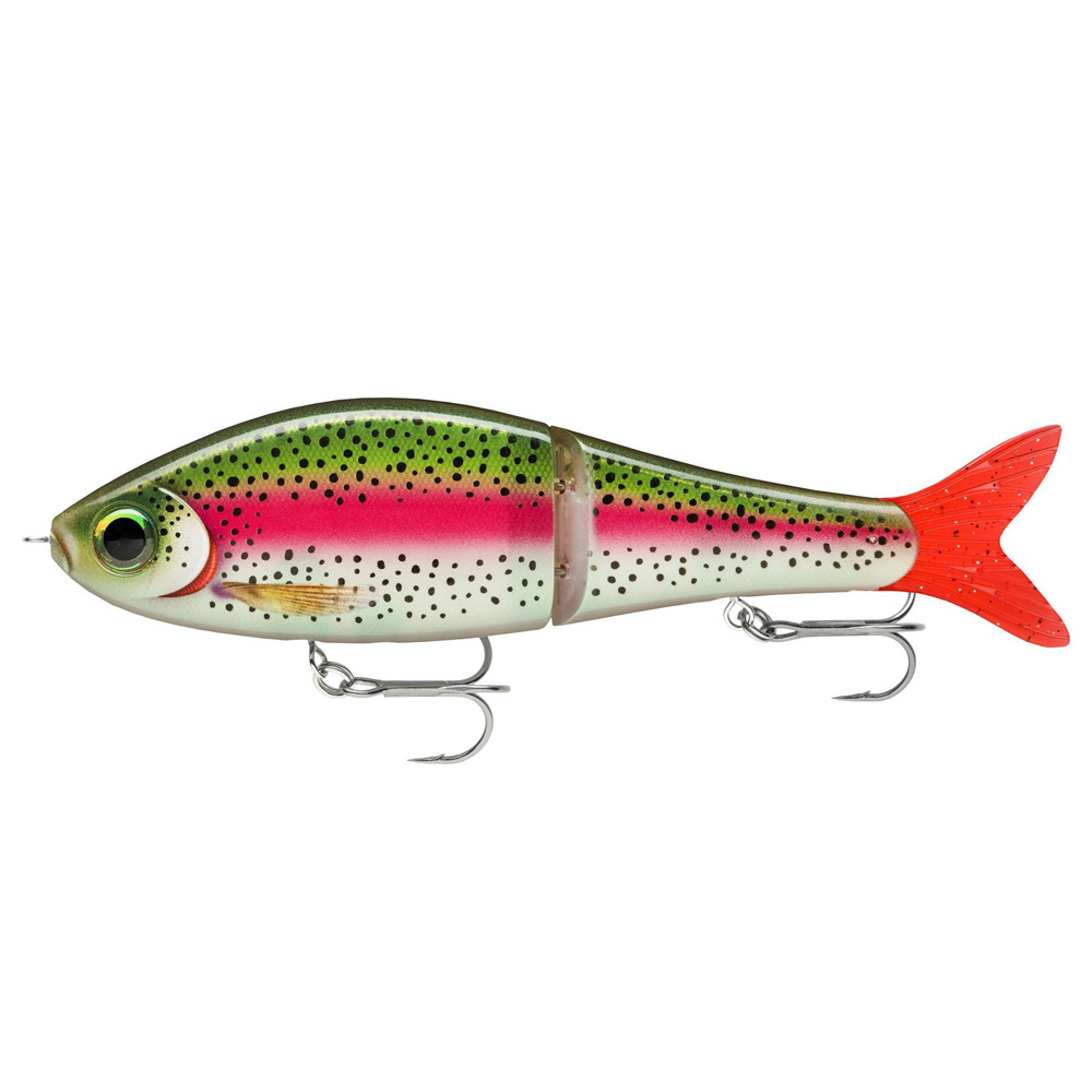 Live Rainbow Trout